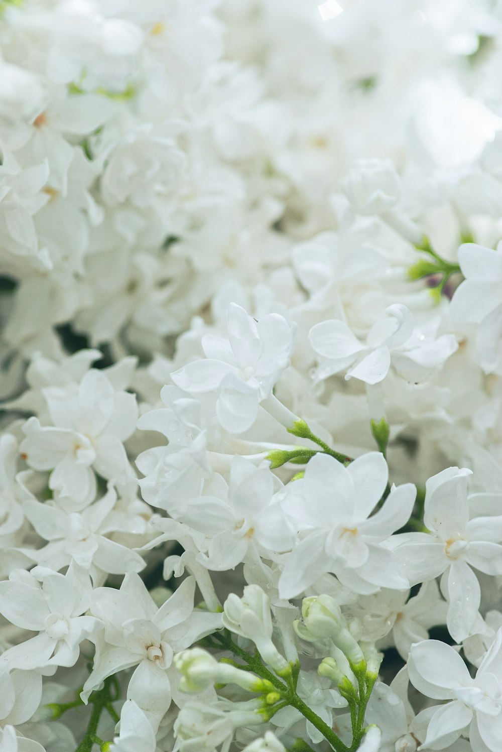 Flores blancas en macro plano
