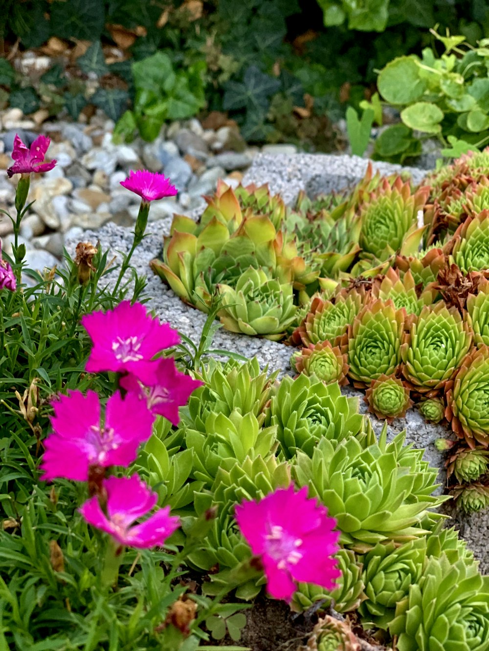 pink and green flowers on gray rock