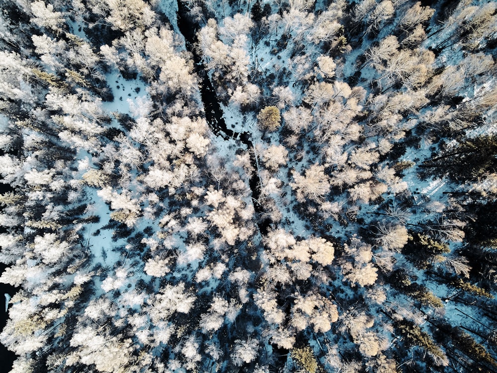 white and brown tree covered with snow