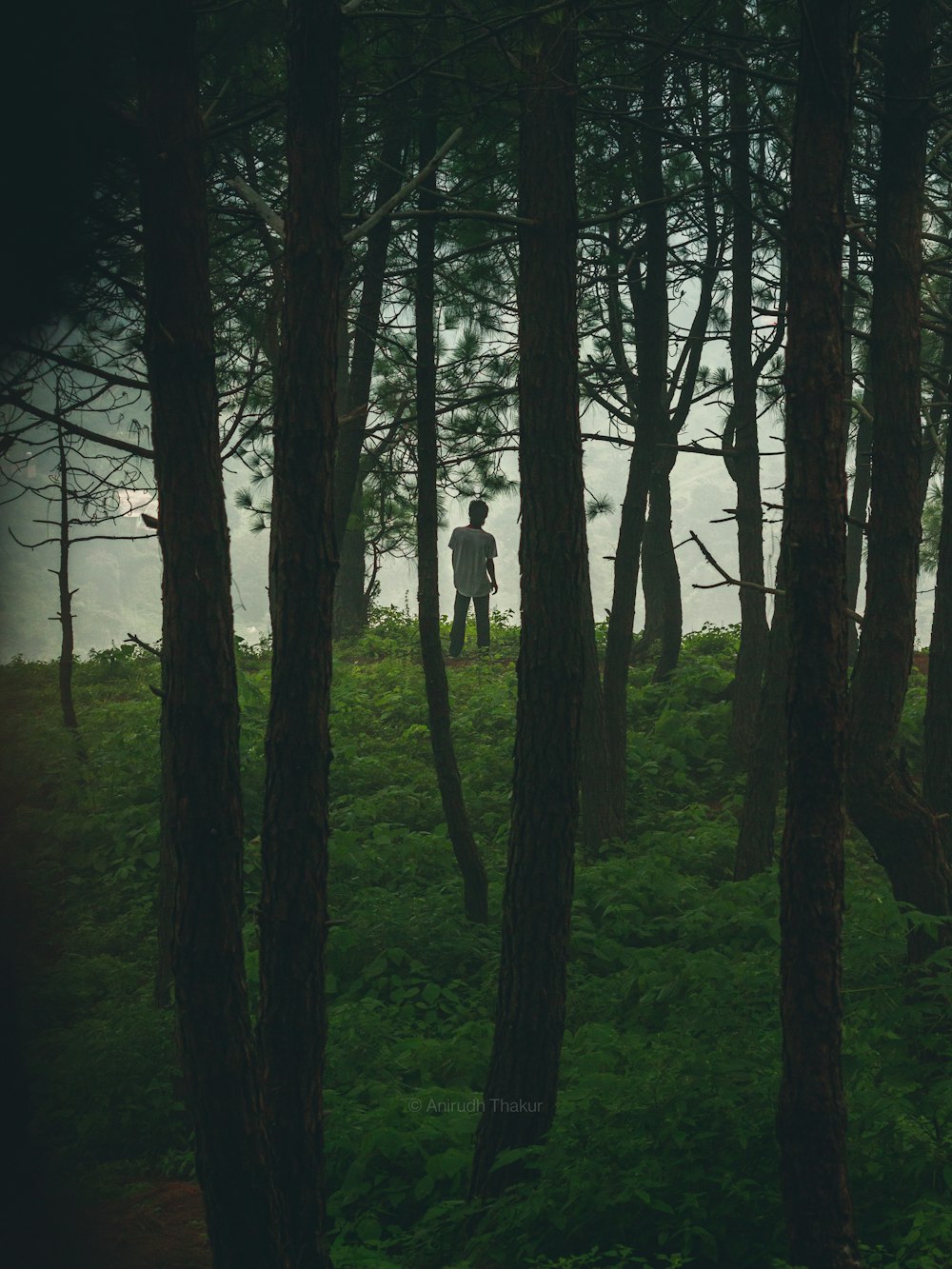 a person standing in the middle of a forest