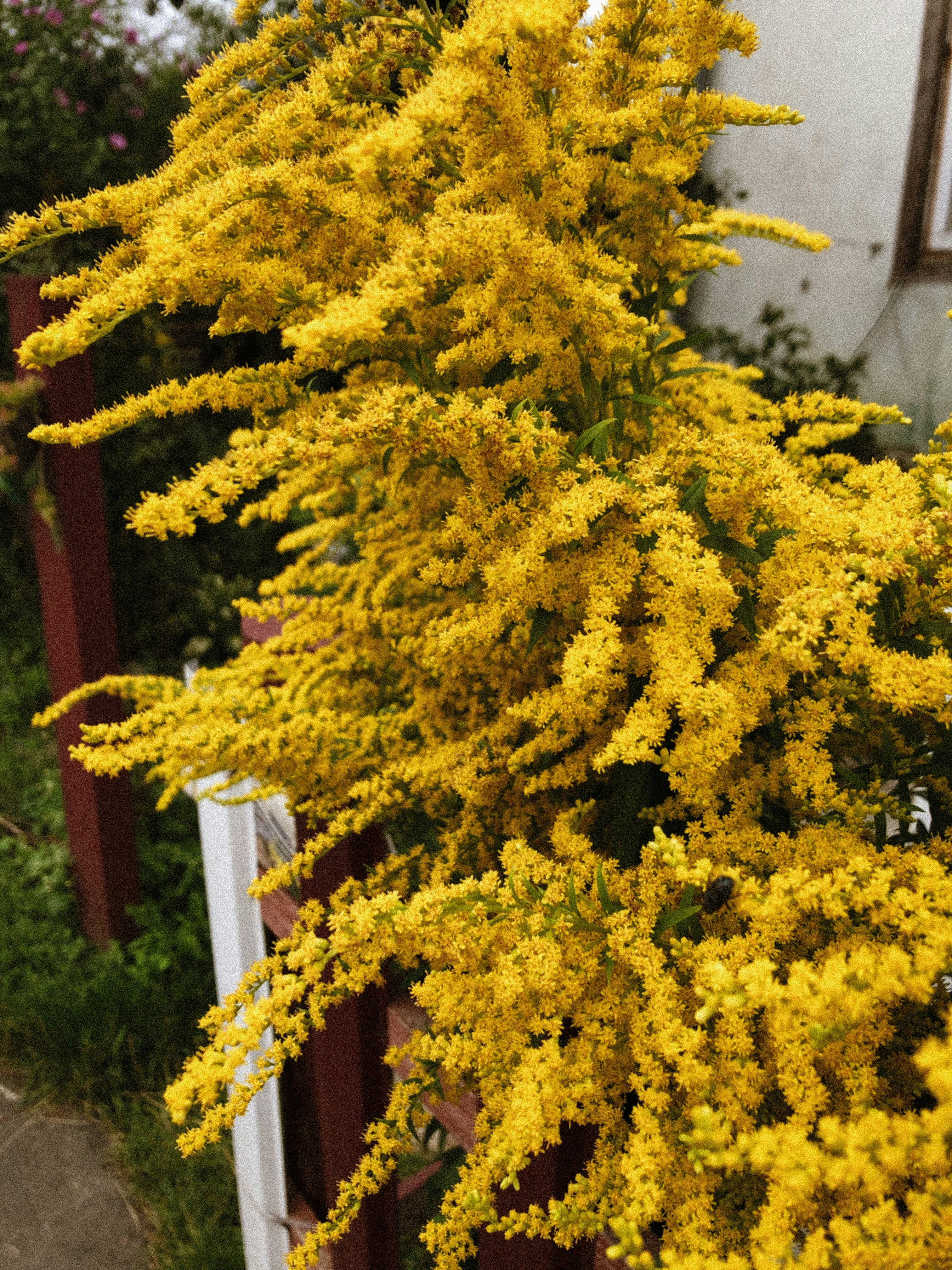 The Ultimate 2025 Fall Gardening Guide: How to Grow Perfect Showy Goldenrod in 90-120 Days