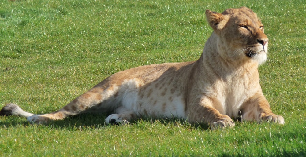 昼間、緑の芝生に横たわる茶色の雌ライオン