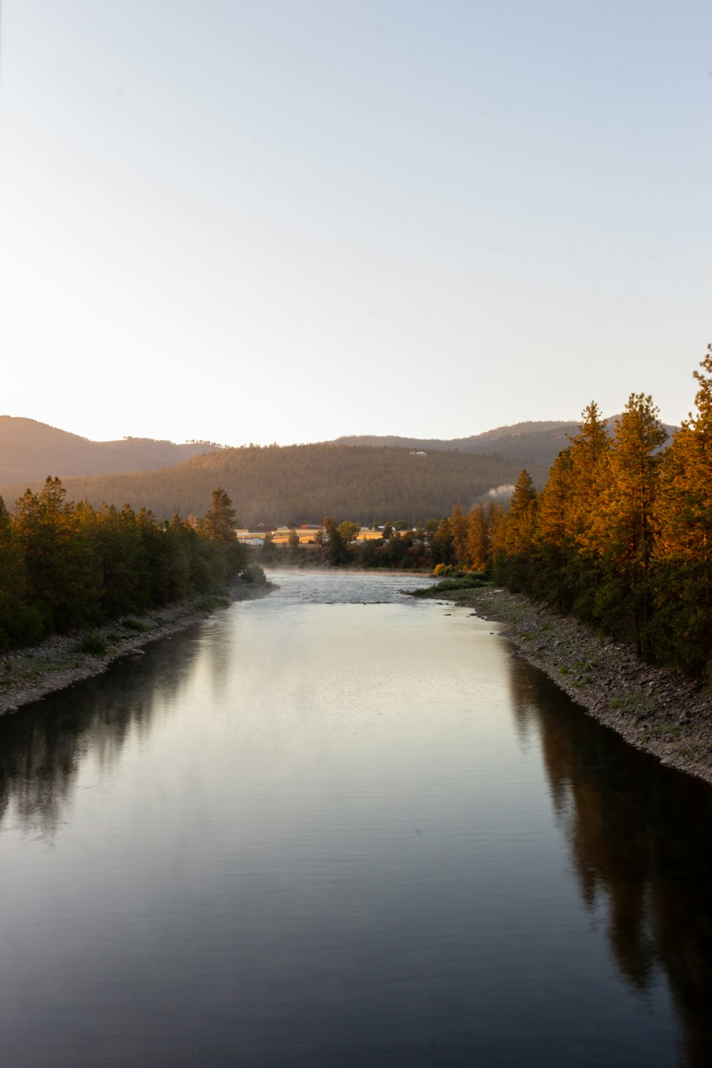 green trees beside river during daytime