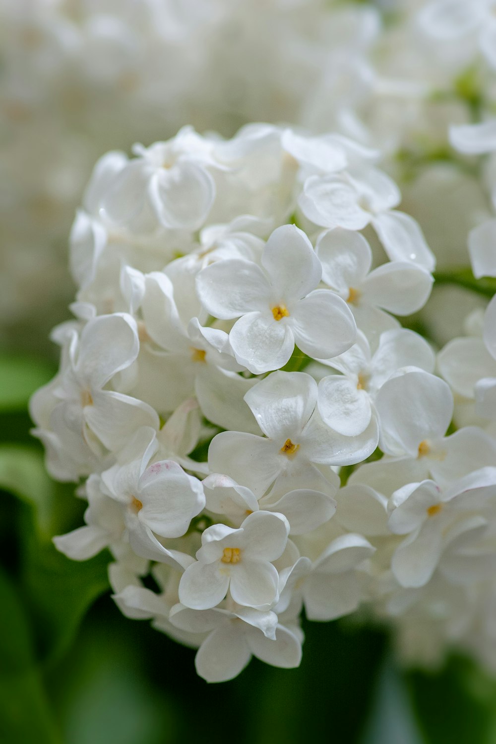 white flowers in tilt shift lens