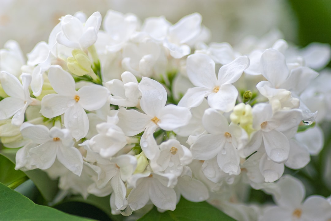 white flowers in tilt shift lens