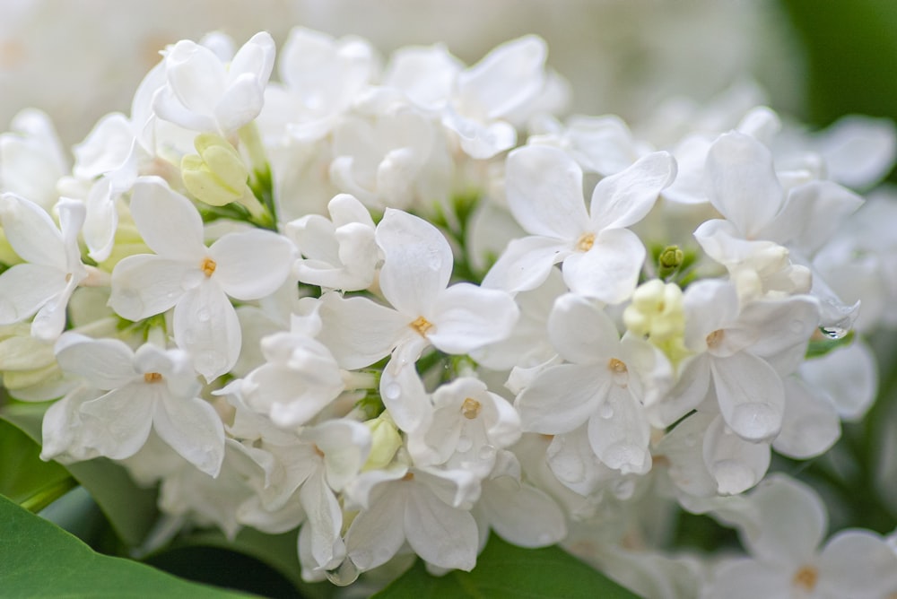 white flowers in tilt shift lens