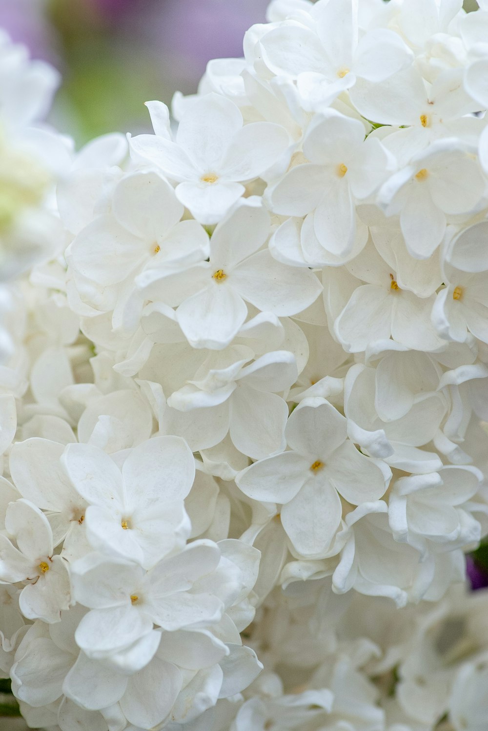 Flores blancas en lente de cambio de inclinación