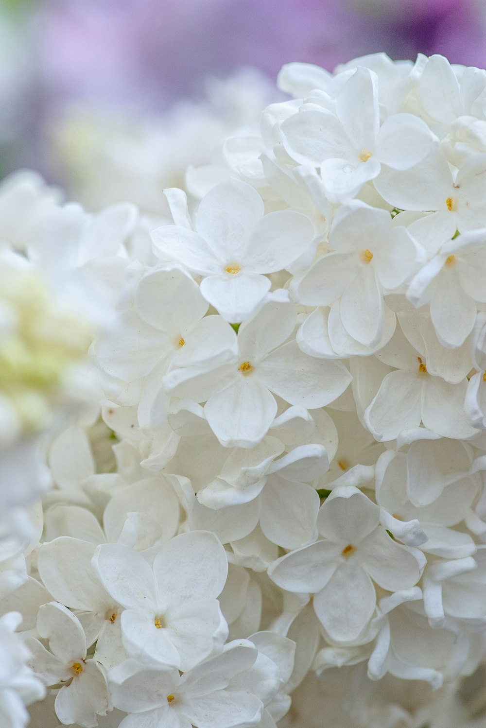 white flowers in tilt shift lens