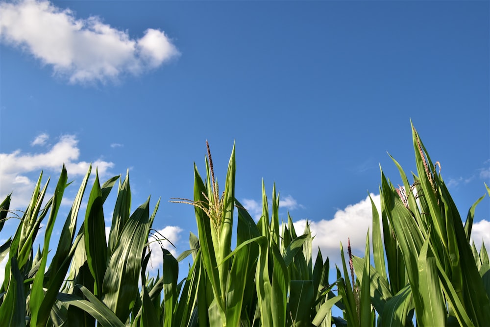 green corn plant under blue sky during daytime