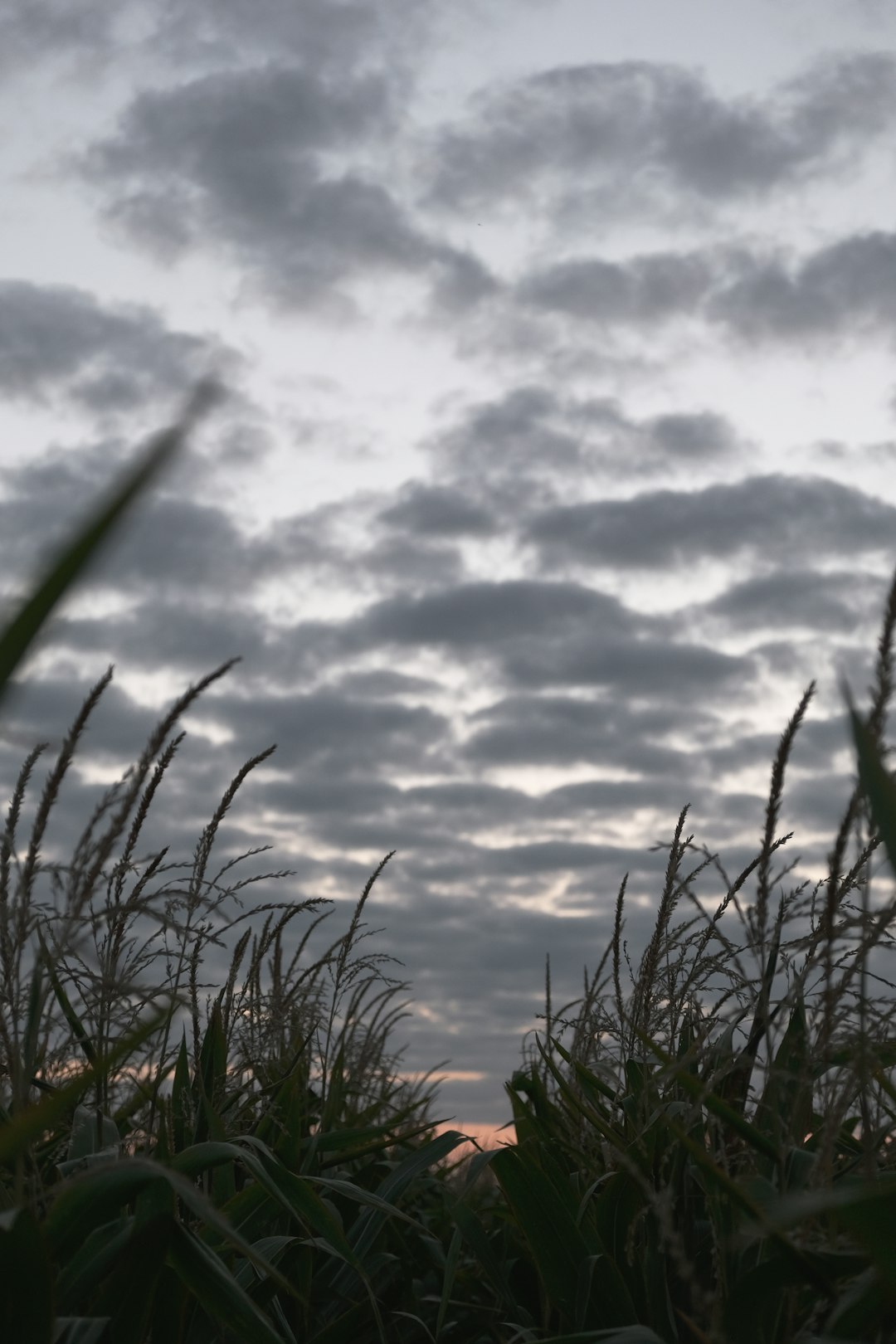 green grass under white clouds during daytime