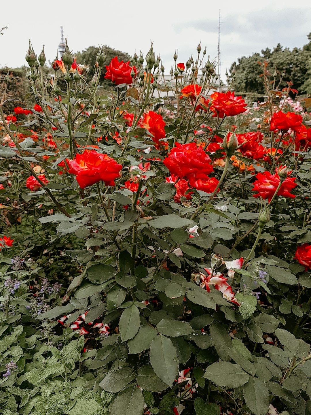red flowers with green leaves during daytime