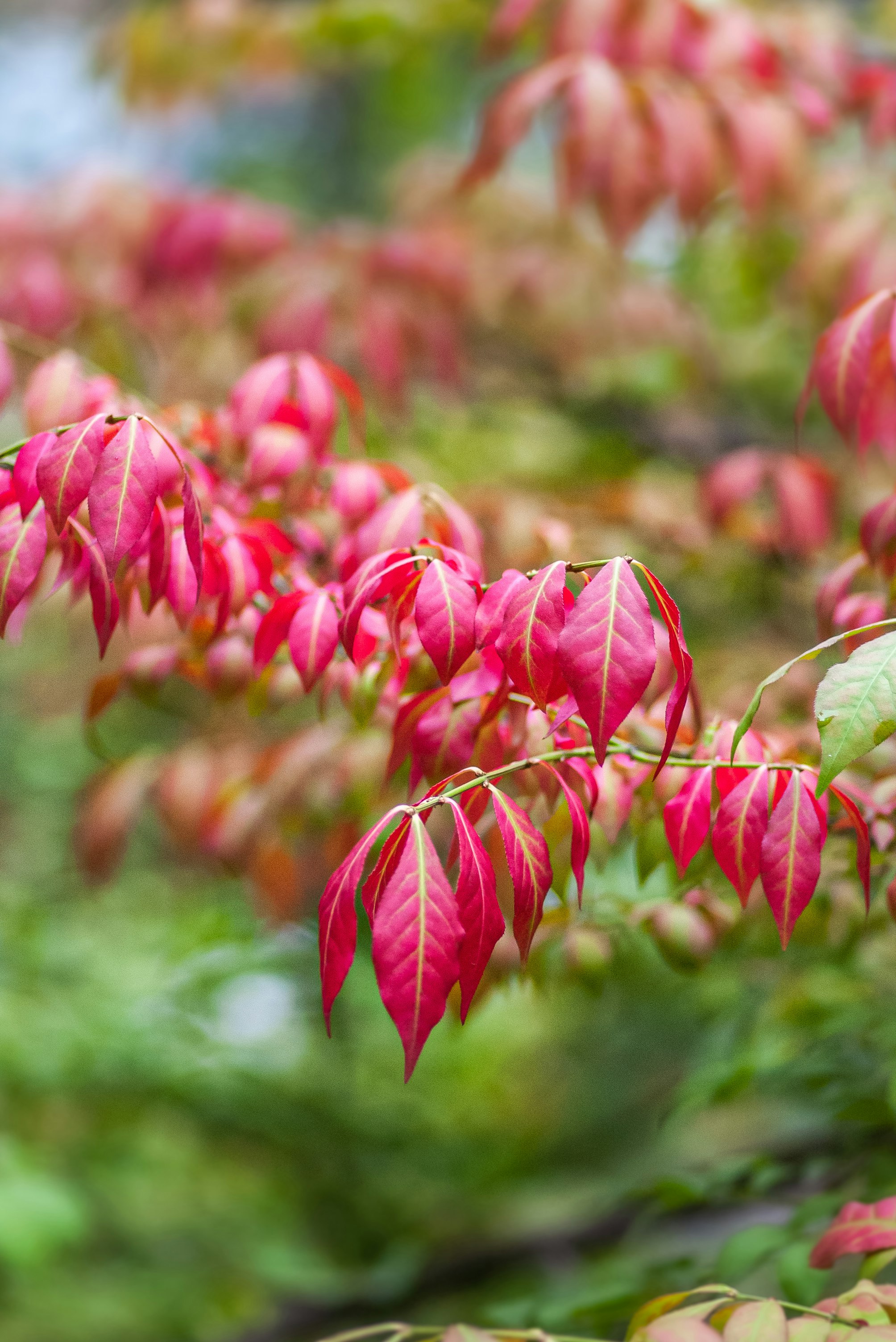 red and green leaves in tilt shift lens