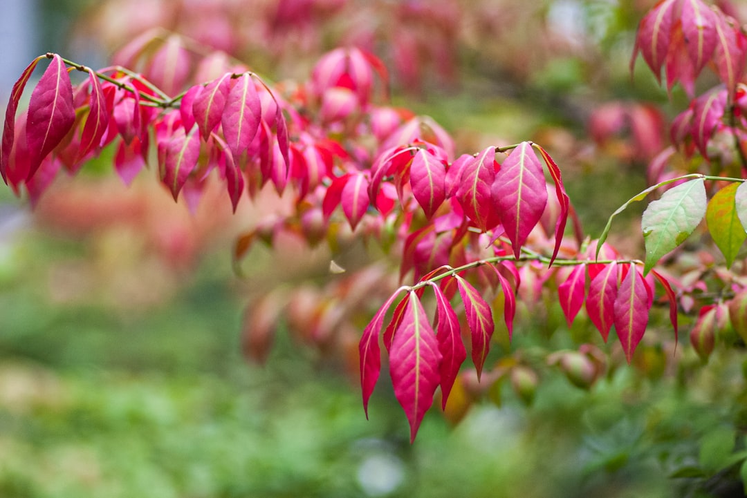 red and green leaves in tilt shift lens