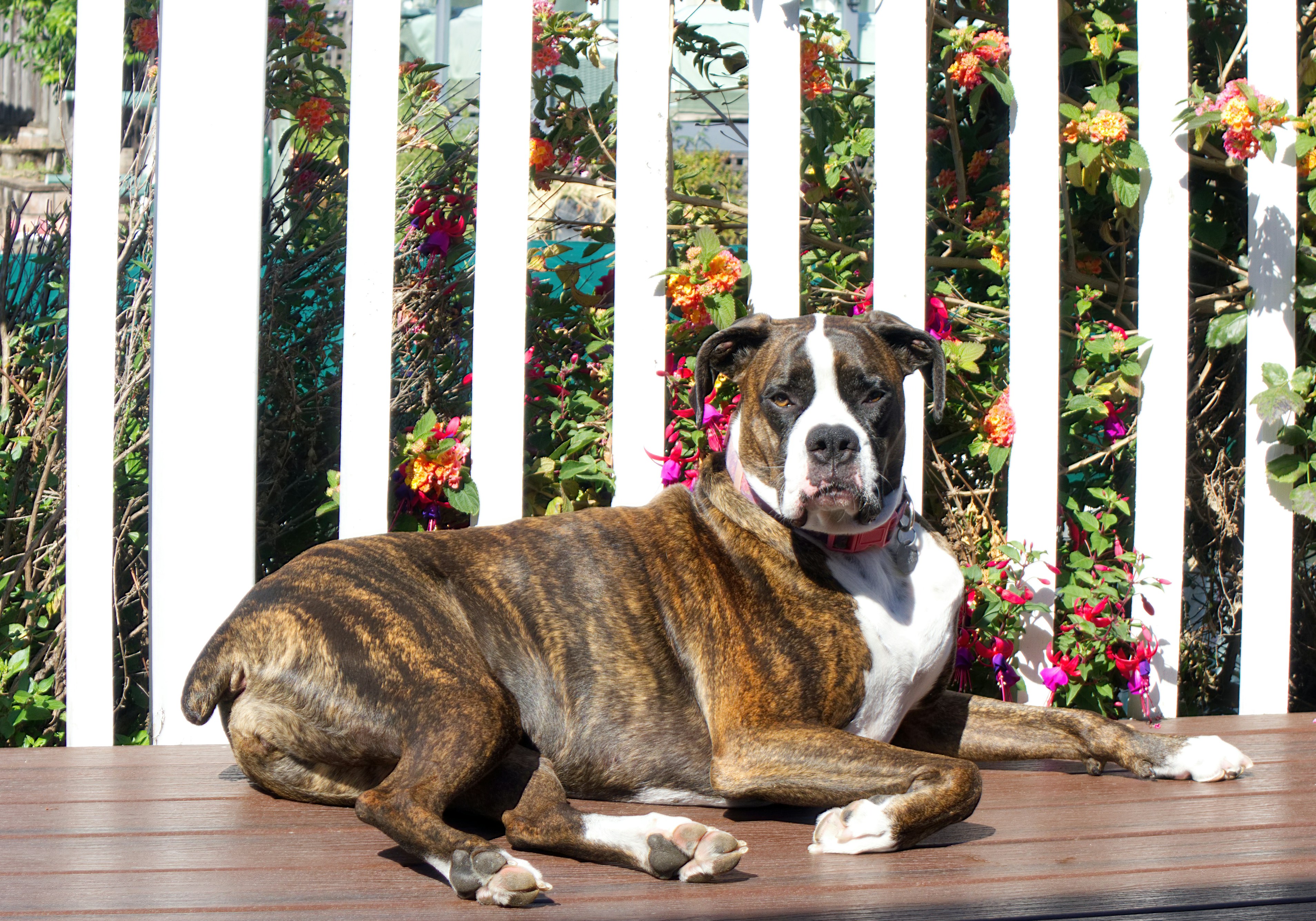 Queen Latifa