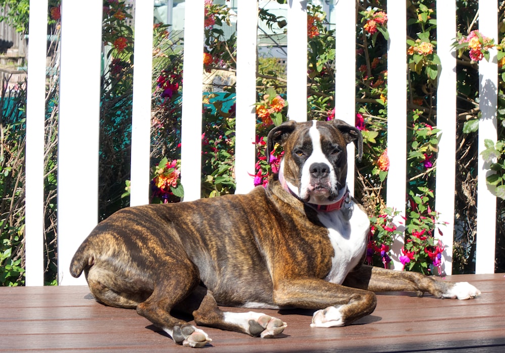 brown and white short coated dog on brown wooden floor