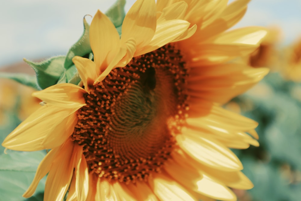 sunflower in close up photography during daytime