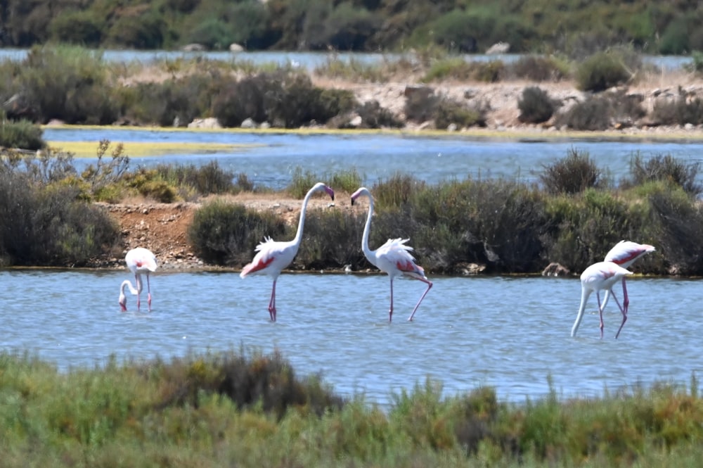 flock of flamingos on water during daytime