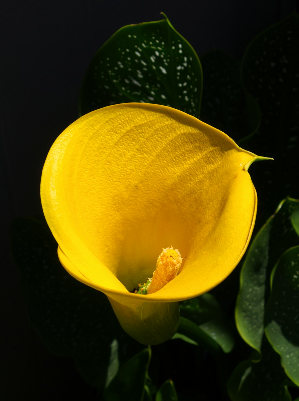 flor amarilla con hojas verdes