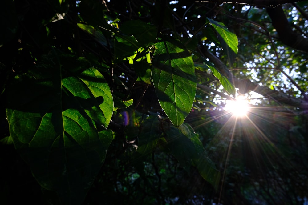 sun rays coming through green leaves