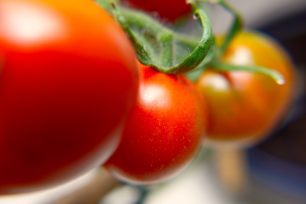 red and yellow tomato fruit