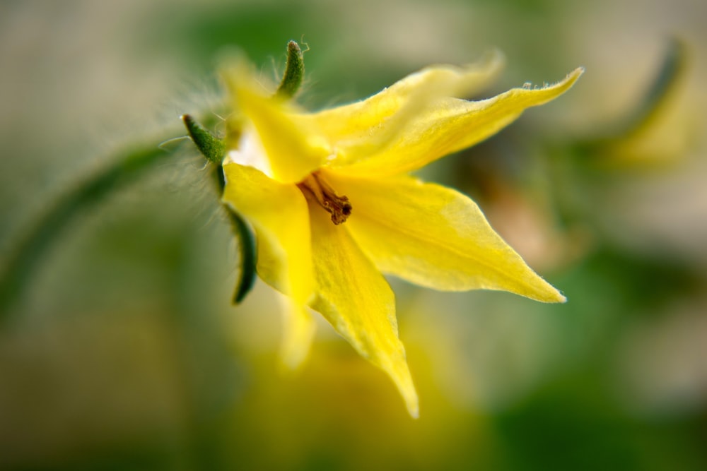 yellow flower in tilt shift lens