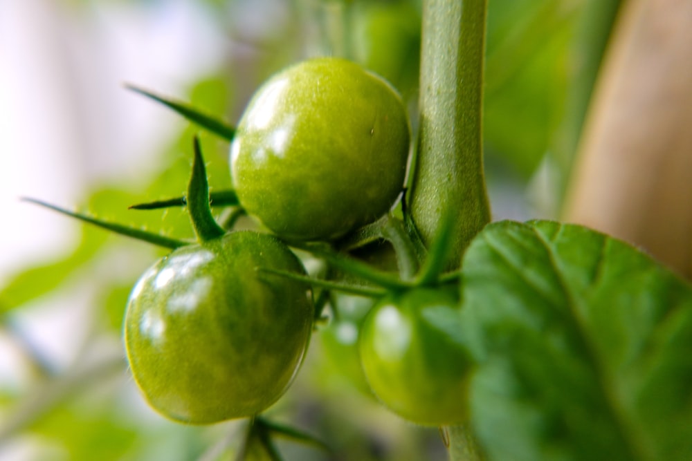 green round fruit in close up photography