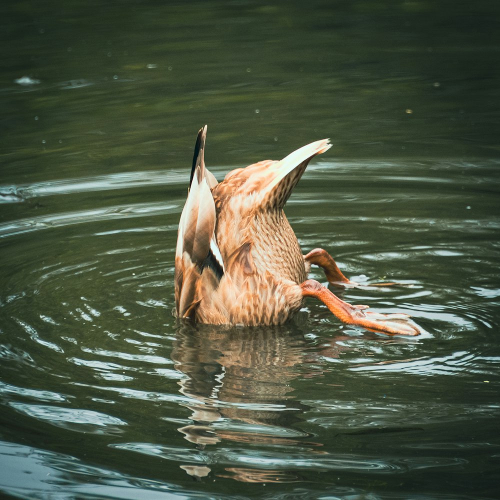 brown duck on water during daytime