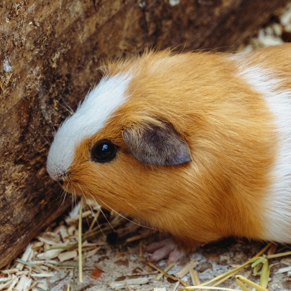 brown and white guinea pig on brown wooden surface