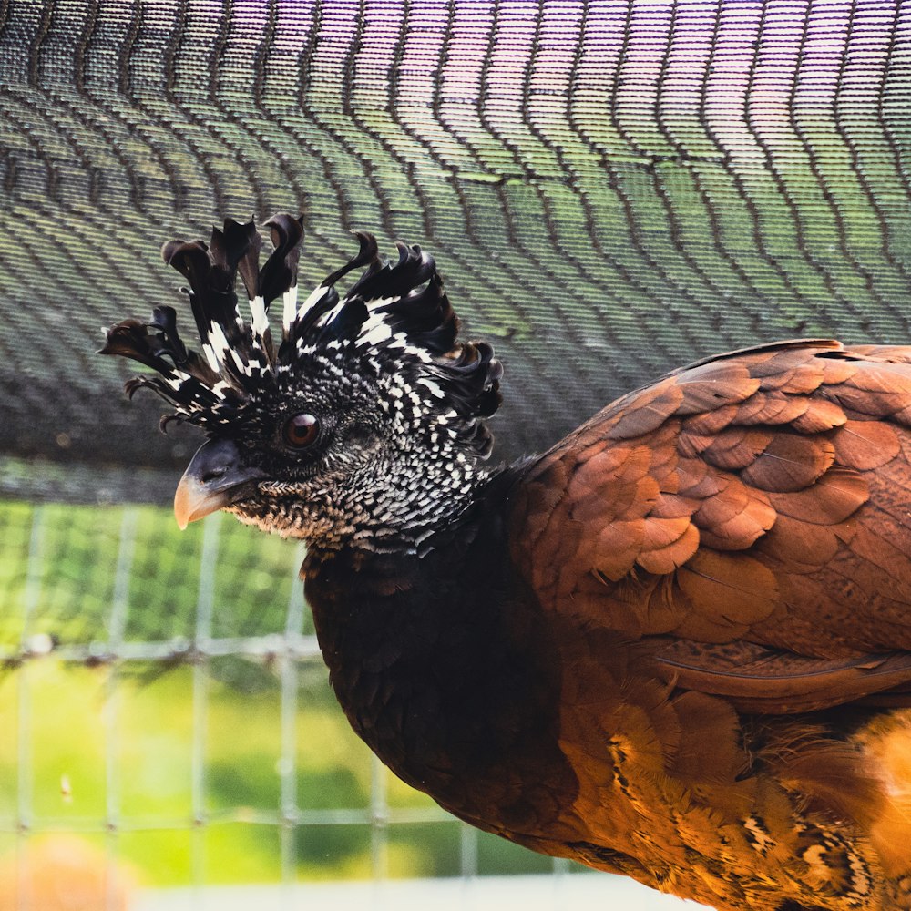 black and white chicken on green grass field during daytime