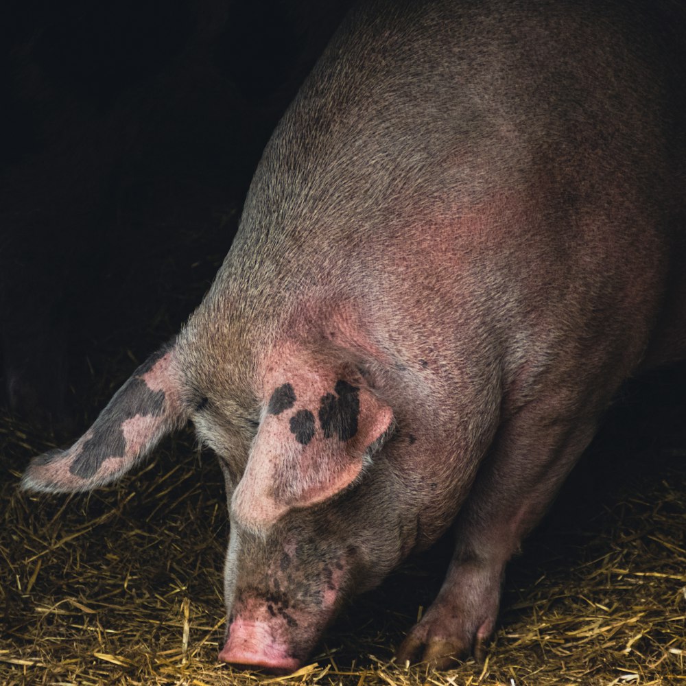 pink pig on brown hay