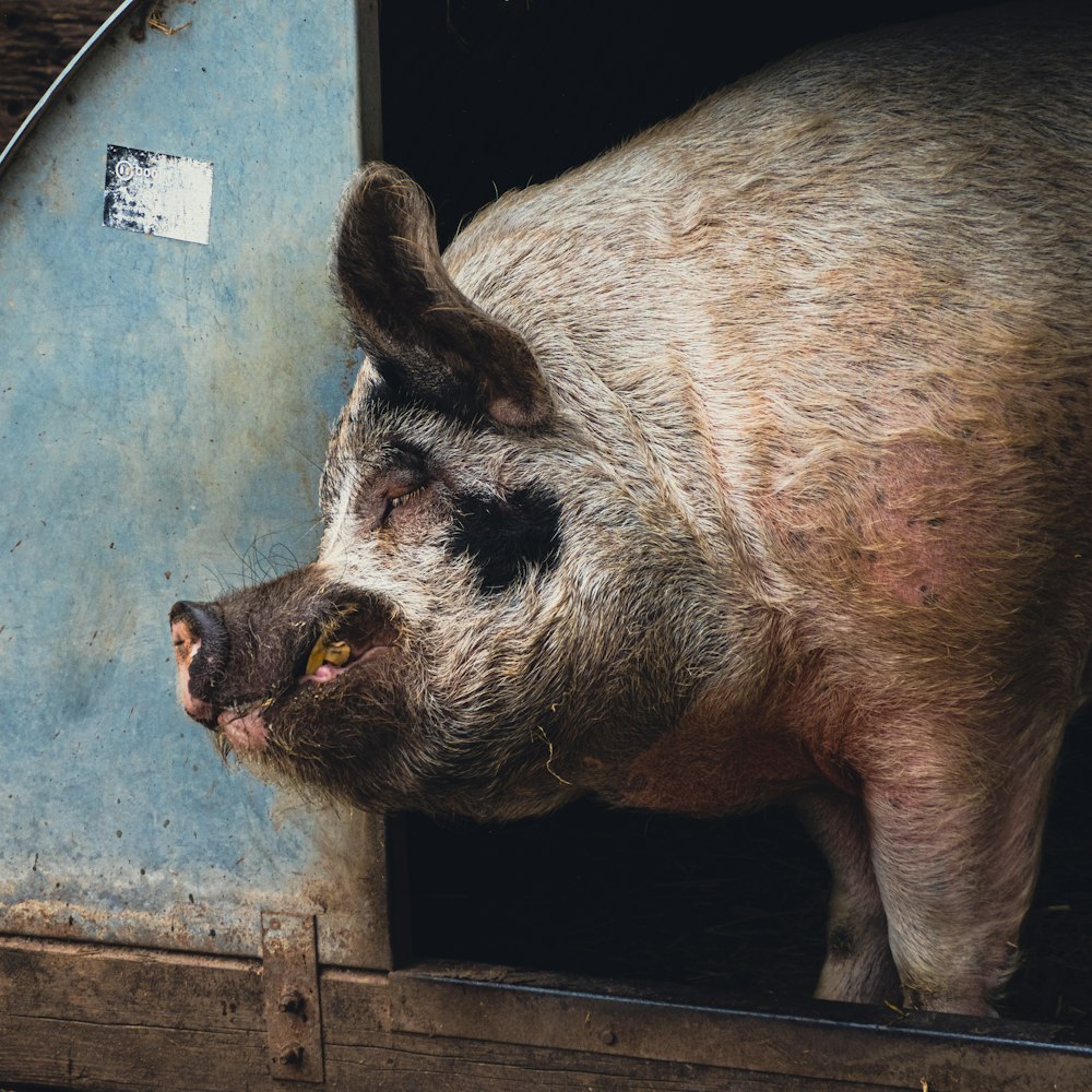 pink pig on blue wooden wall