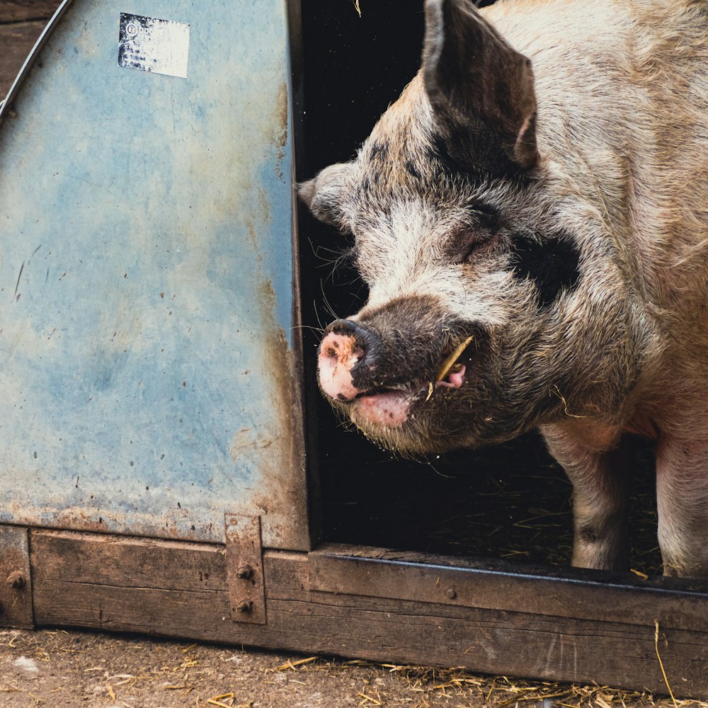 black pig in blue wooden cage