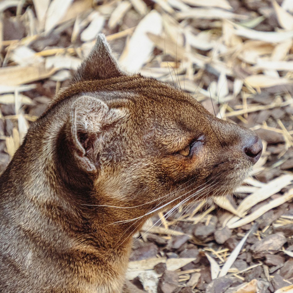 brown cat on brown dried leaves