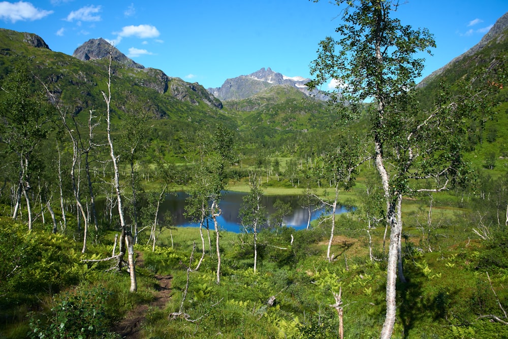 green trees near lake during daytime