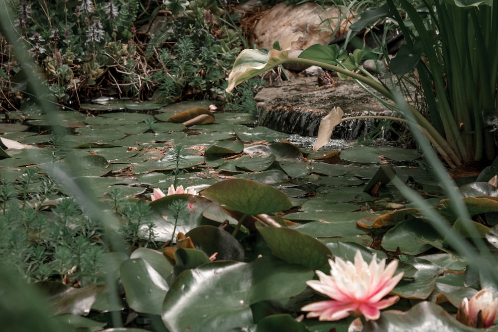 pink lotus flower on water