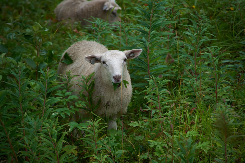 ovejas blancas en un campo de hierba verde durante el día