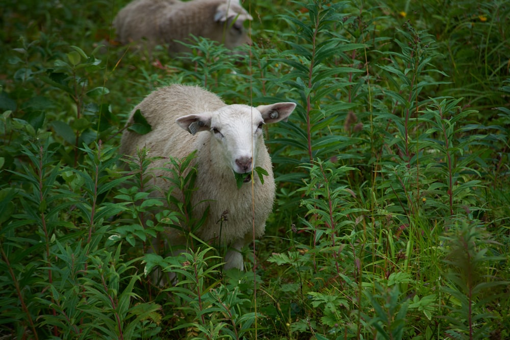 white sheep on green grass field during daytime