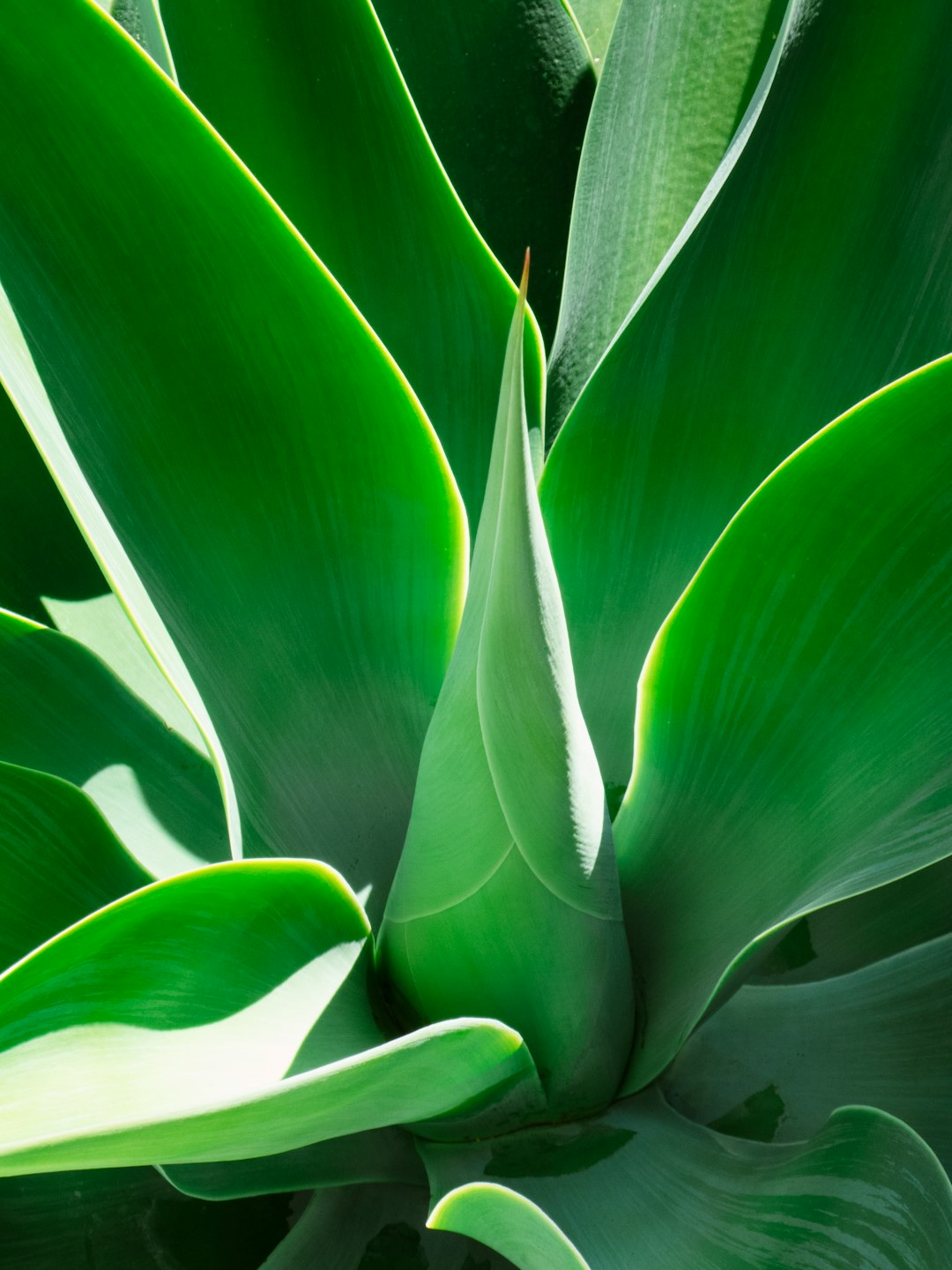 green leaves in close up photography