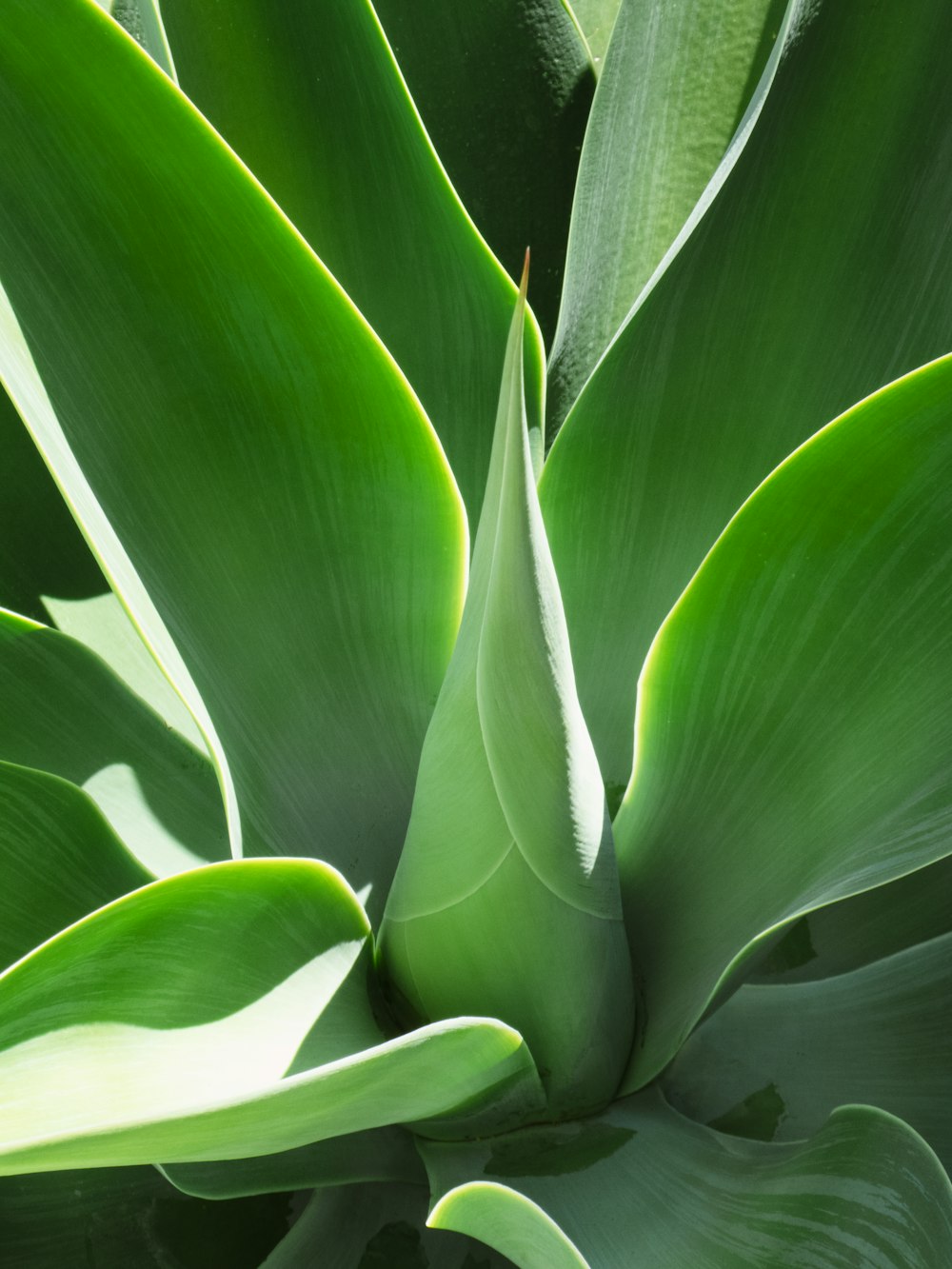 green leaves in close up photography