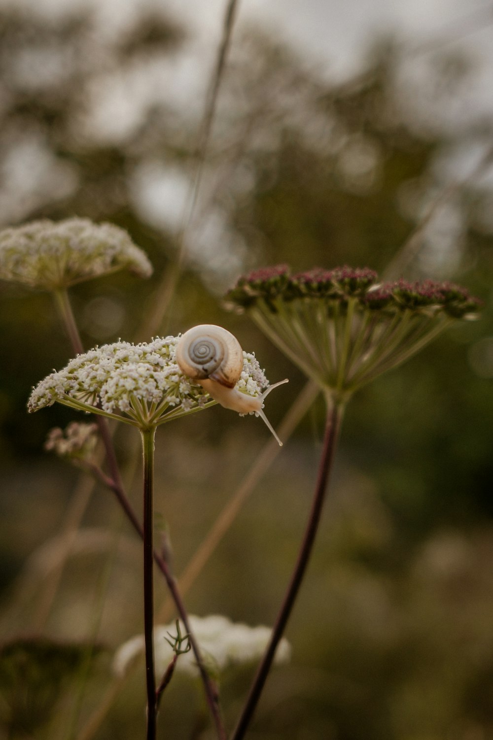 brown snail on white flower