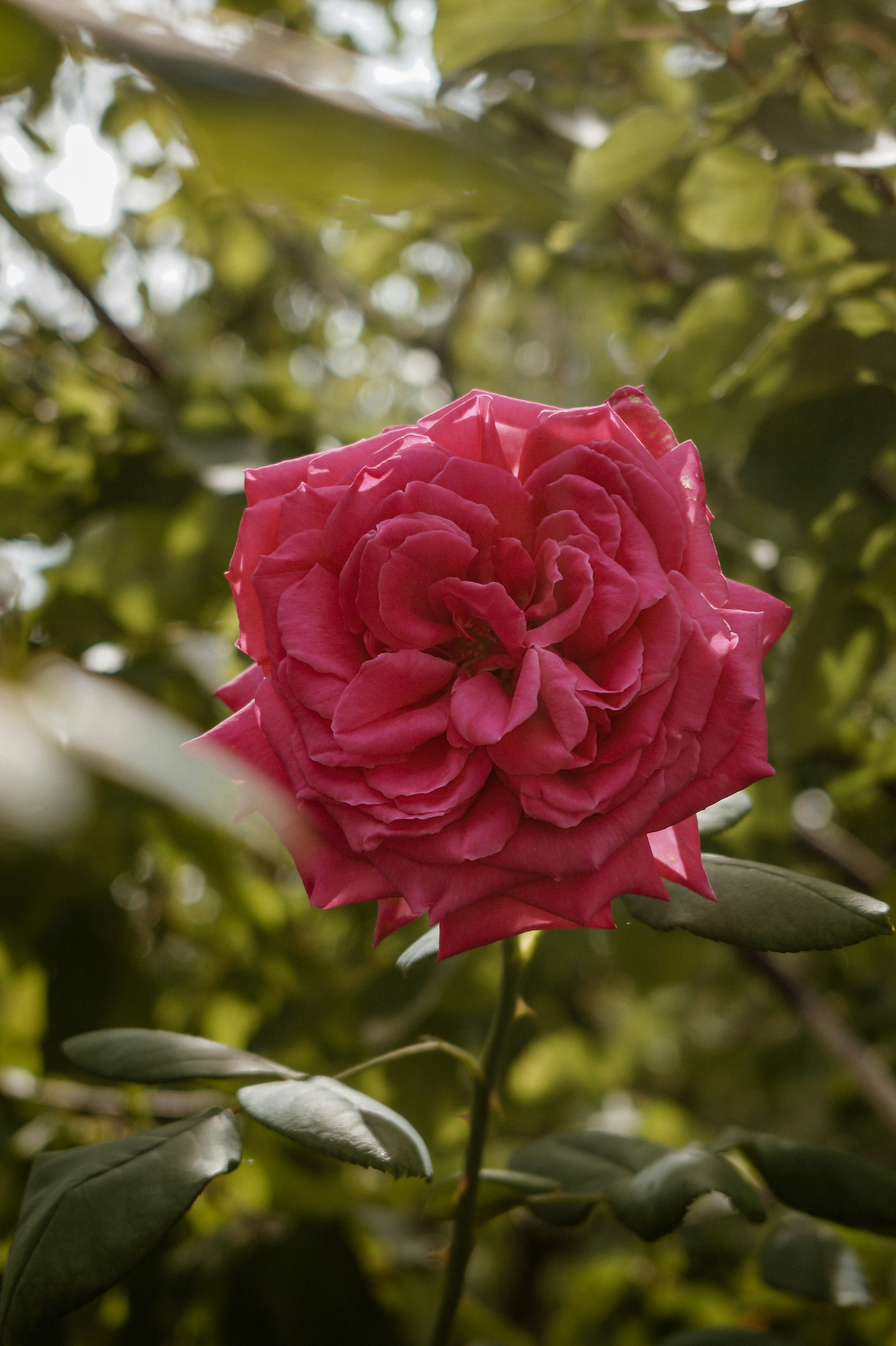 Photo by valentine_ivanova