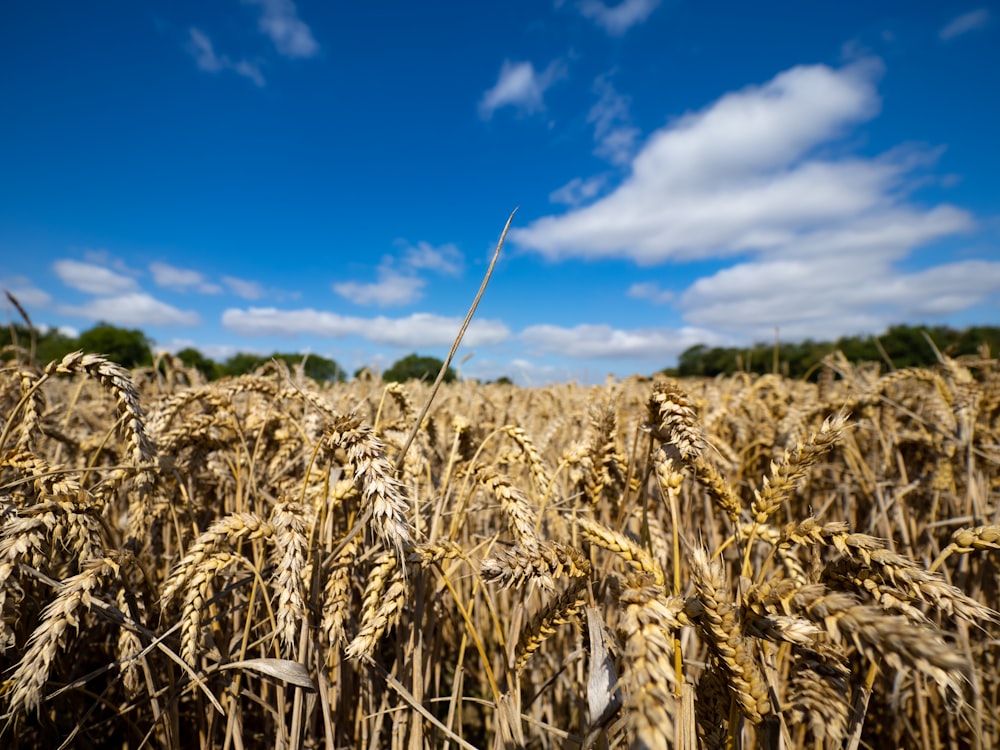 brown wheat field under blue sky during daytime