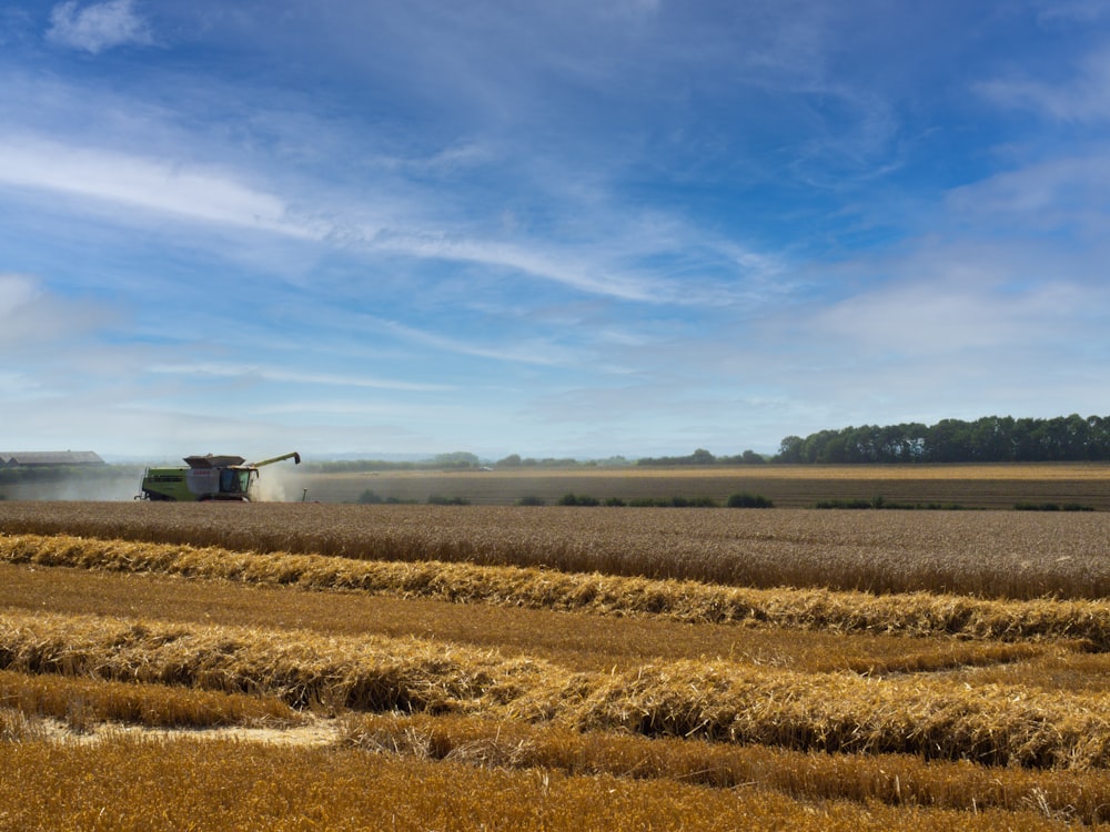 brown field under blue sky during daytime