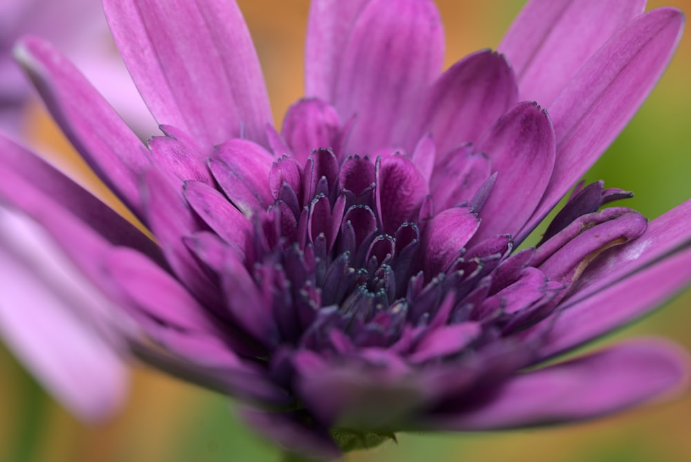 purple flower in macro shot