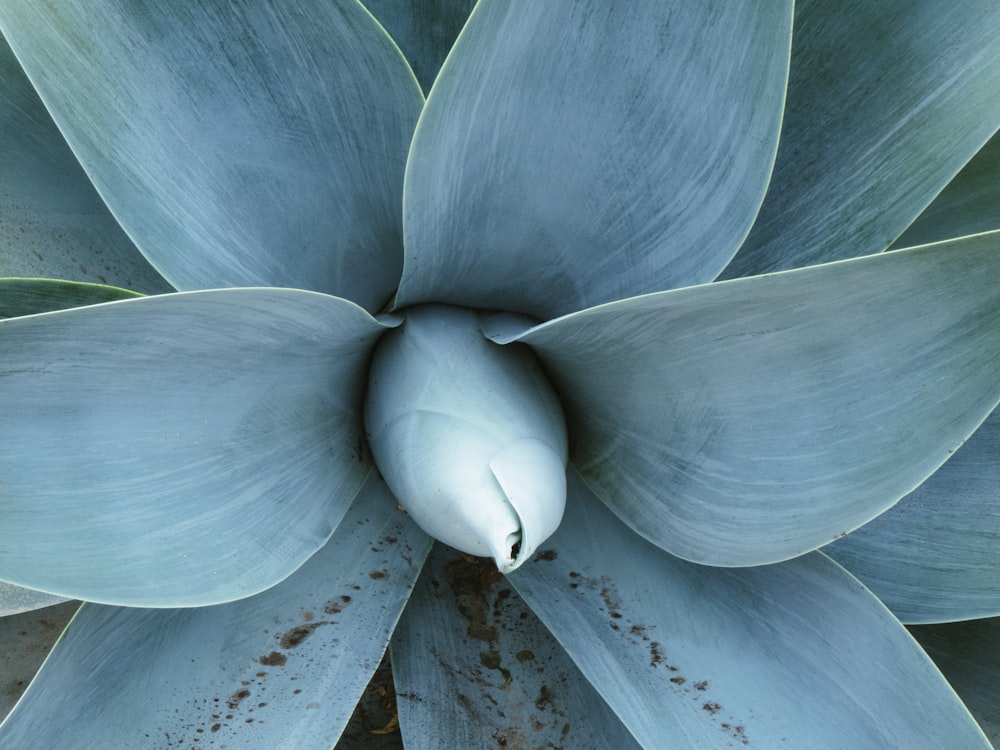 white and green flower petals