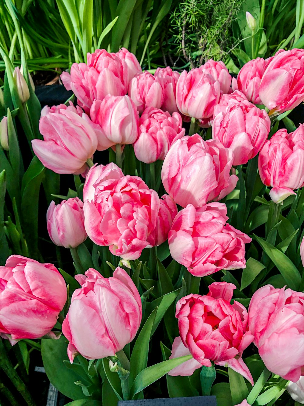 Rosa Tulpen blühen tagsüber