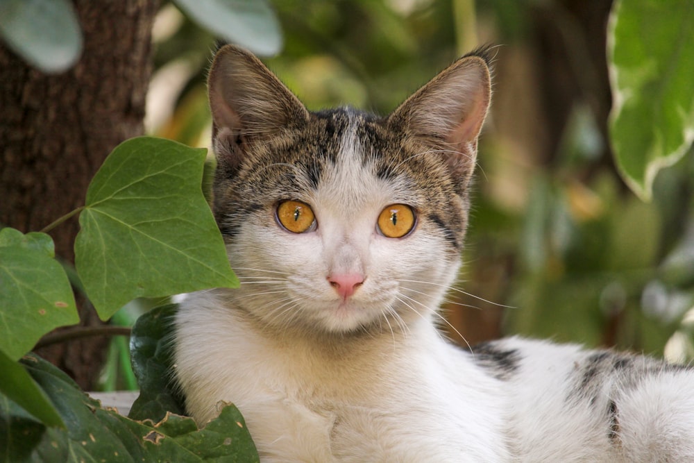 white and brown cat on green leaves