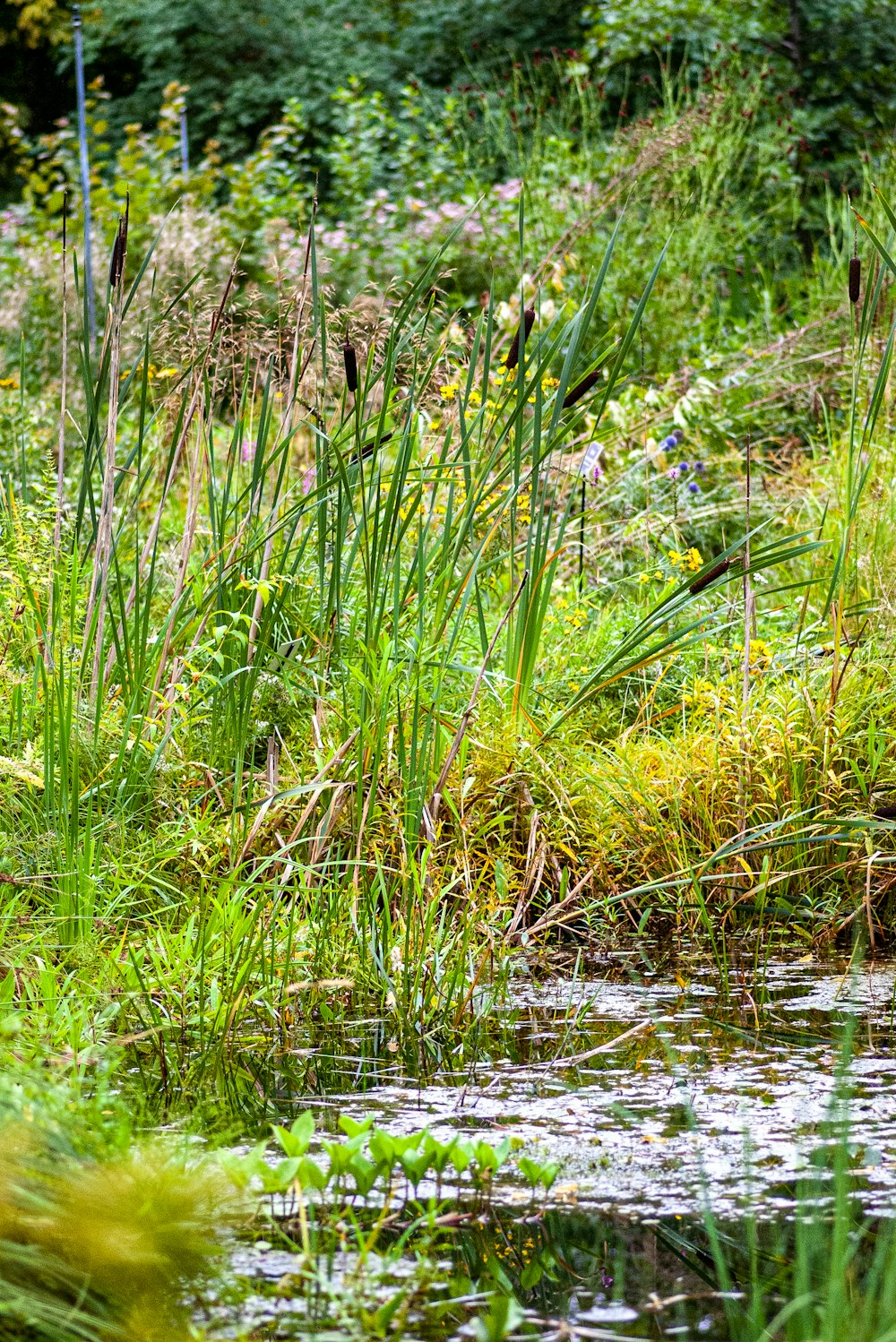 green grass on water during daytime