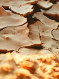 brown dried leaf on white sand