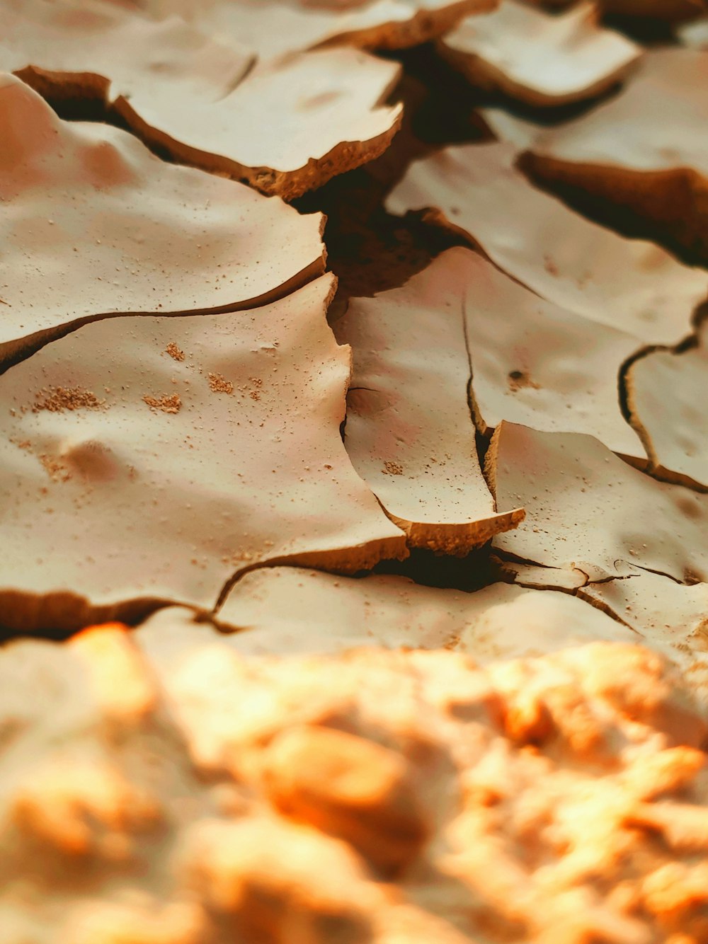 braunes getrocknetes Blatt auf weißem Sand